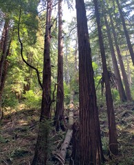 The image showcases a majestic redwood forest, with towering redwood trees stretching high into the sky.