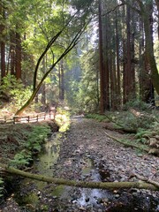 This image captures a peaceful and serene scene in a redwood forest
