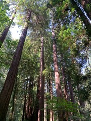 This stunning photo captures a view of towering redwood trees in a lush forest.