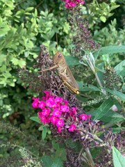 A detailed close-up of a grasshopper perched on vibrant pink flowers in a lush green garden. 