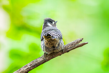 木にとまるコゲラ