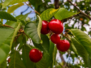 Cherry fruits on the tree