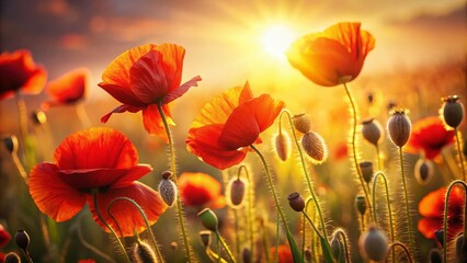 Fototapeta premium Poppy Field Photography: Stunning Red Poppy Blossoms, Summer Meadow, Wildflower Images, Nature Backgrounds, Floral Photography