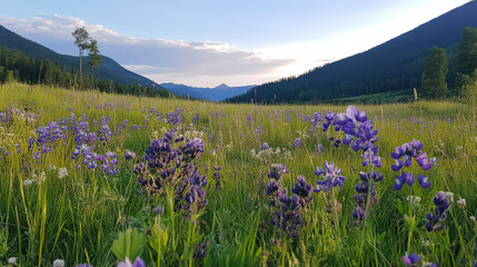 Serene alpine meadow wildflowers bathed in golden evening light peaceful summer scene