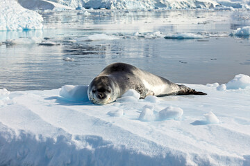 A Leopard Seal on Antarctic Ice