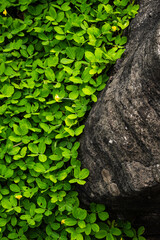 Bright Green Clover Leaves And Rugged Rock Surface