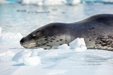 A Leopard Seal on Antarctic Ice