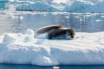A Leopard Seal on Antarctic Ice