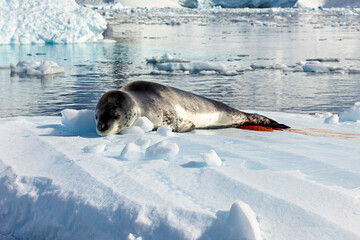 A Leopard Seal on Antarctic Ice