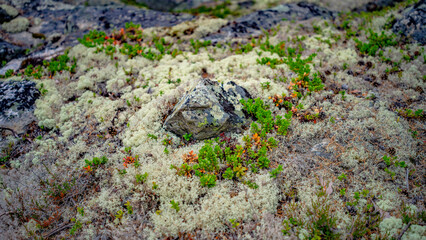 Moose und Farne in Heggjebottvatnet - Norwegen