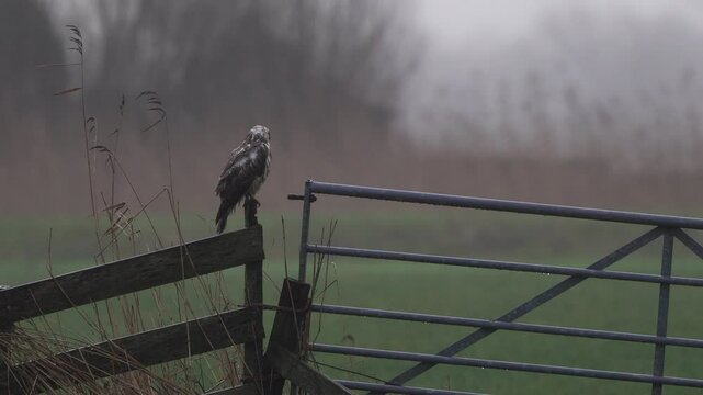 A common buzzard (Buteo buteo) sitting on a fench in a meadow in winter.