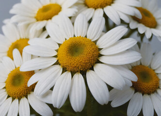Obraz premium white daisies
