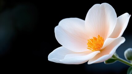 The image showcases a macro view of a white flower with pronounced petals and a vibrant yellow center, set against a sharp contrasting dark background.