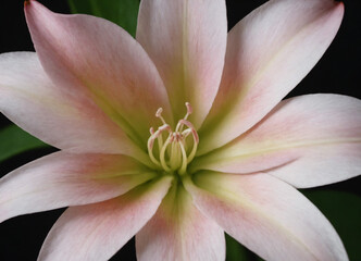 Fototapeta premium water lily