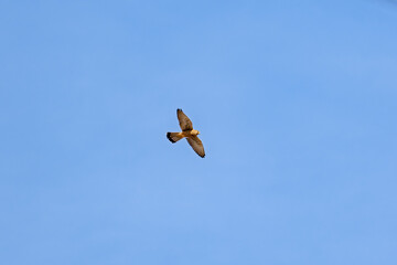A bird is flying in the sky above a blue sky