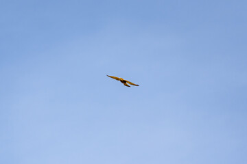A bird is flying in the sky above a blue sky