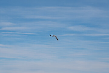 Obraz premium Seabirds flying in the sky at dawn. Antarctica sky