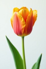 Naklejka premium Orange tulip flower with yellow fringes on a white background, single bloom, yellow