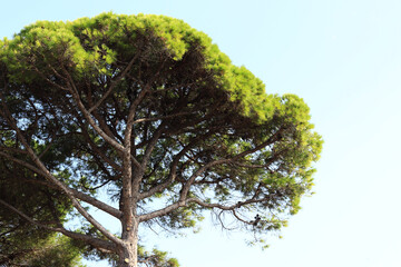 Stone pine trees, botanical name Pinus pinea. Pine tree against blue sky. Coniferous evergreen...