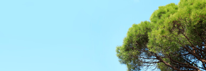 Stone pine trees, botanical name Pinus pinea. Pine tree against blue sky. Coniferous evergreen...