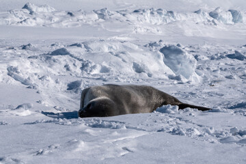 Weddell Seal pup, newborn Weddell Seal, Antarctica (Leptonychotes weddellii)