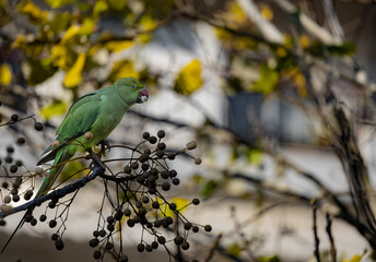 A photograph depicting a parrot bird on a branch of a tree eating a seed in a park of Thessaloniki, Greece.