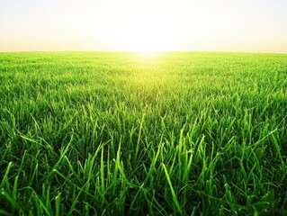 a field of lush green grass at sunrise