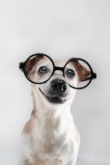 dog with silly funny smile wearing round nerd glasses on white background studio shot. Senior pet Jack Russell terrier portrait