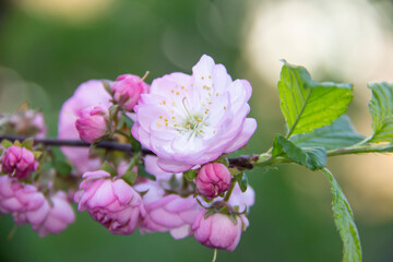 Beautiful and Tender Branch of sakura. Sakura flowers on background close up. Floral backdrop.  Spring pink flowers on a tree branch with aroma and bloom.