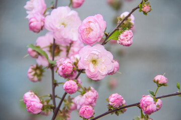 Beautiful and Tender Branch of sakura. Sakura flowers on background close up. Floral backdrop.  Spring pink flowers on a tree branch with aroma and bloom.