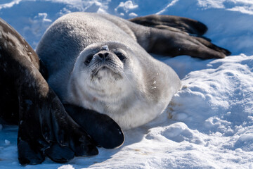 Weddell Seal pup, newborn Weddell Seal, Antarctica (Leptonychotes weddellii)