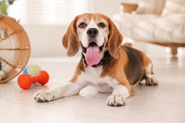 Cute dog playing with toy at home. Adorable pet