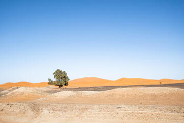 Stunning panoramic view of the arid Sahara desert with a lonely tree and the sand dunes in the background. Near Merzouga, Morocco, North Africa. Concept of freedom, wild nature and desertification