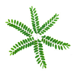 Green Leaf Starburst: Nature's vibrant geometry. A captivating image showcasing seven lush green...