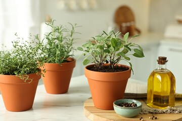 Different aromatic herbs in pots, oil and peppercorns on white marble table indoors