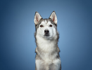 A frontal view of a Siberian Husky against a blue background, showcasing its symmetrical black and white coat. The dog's intense gaze and erect ears highlight its majestic demeanor.