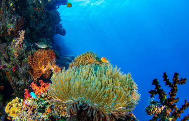 Underwater life. Underwater coral reef and fish