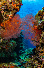 Underwater coral reef in red sea country