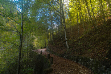 Obraz premium Panorama della strada forestale che porta a Sottorogno, borgo della Val di Zoldo, attraversando il bosco con gli alberi colorati per il foliage autunnale 