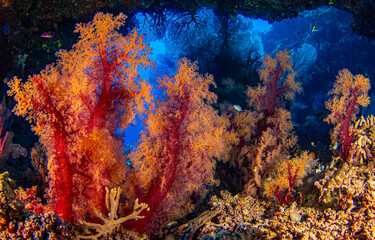 Underwater coral reef in the ocean