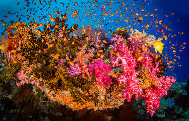 Underwater coral reef in the water