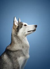 A Siberian Husky sitting calmly against a blue background, its serene expression and thick coat standing out. The dog's upright ears and composed gaze emphasize its elegant nature.