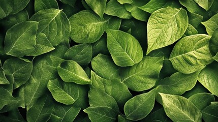 Vibrant Green Leaves Layered Together, Showcasing Nature's Intricate Textures and Shades in a Lush Display of Life and Growth