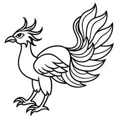 rooster isolated on white background