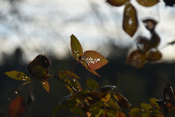 Foglie delle rose in controluce, con buchi di insetti.