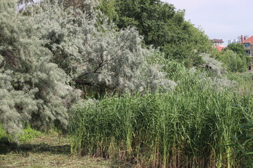 grass thicket, willow tree, summer sunny day