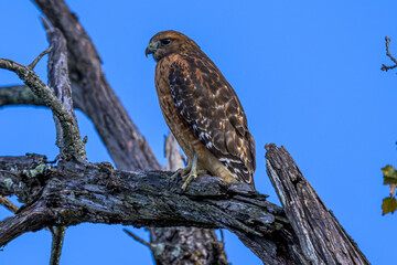 Red Shouldered Hawk Perched on a Limb