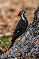 A Pileated Woodpecker on a Tree