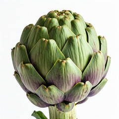 artichoke, fresh artichoke, artichoke isolated on white background, artichoke isolated on white