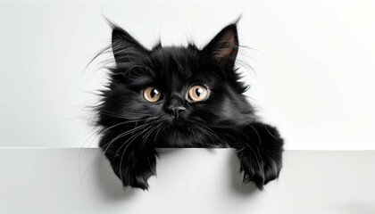 A black little curious kitten peeking out from under a protruding wall on a white background